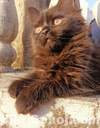 Traditional Persian